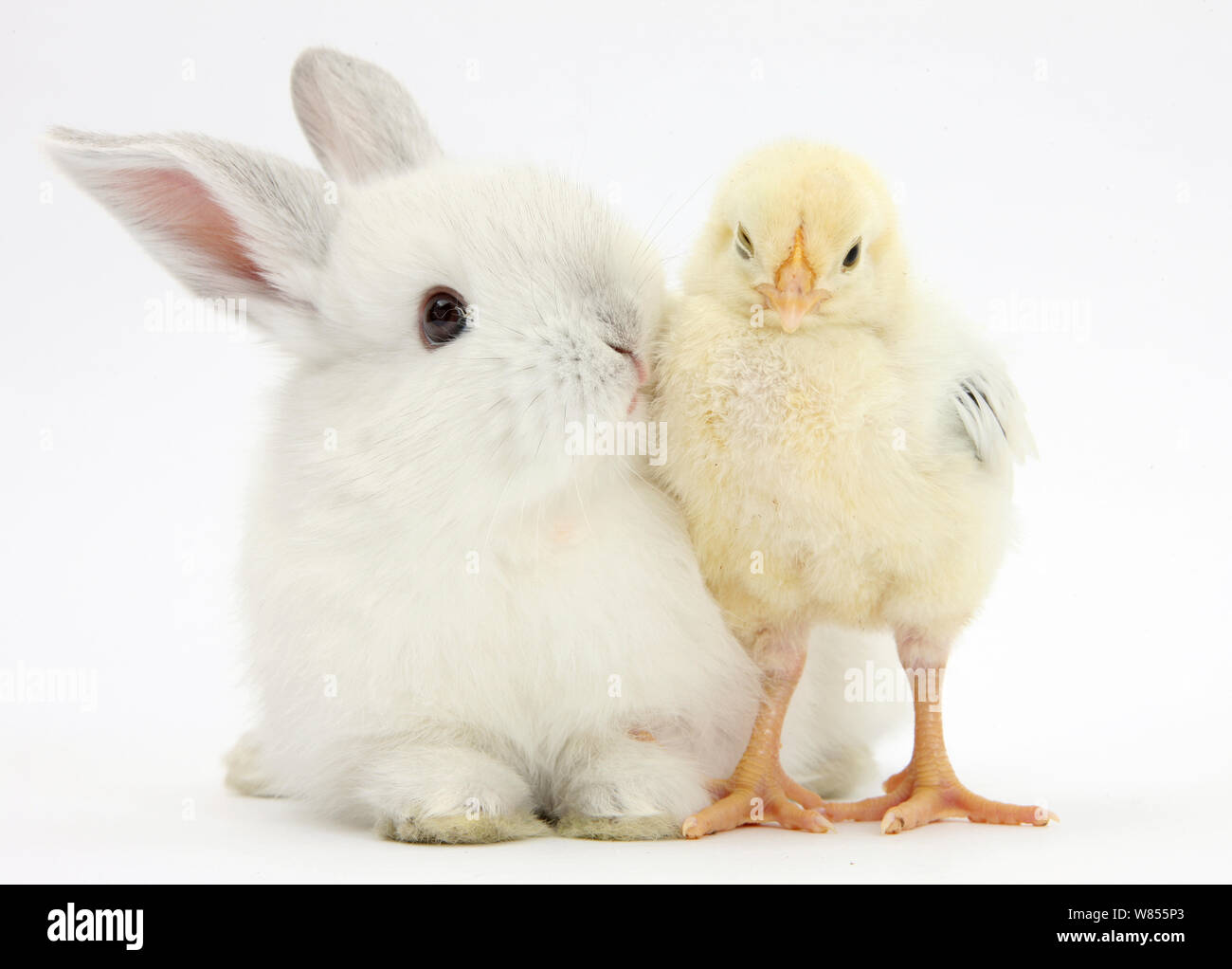 Coniglio Bianco e Giallo pulcino bantam. Foto Stock