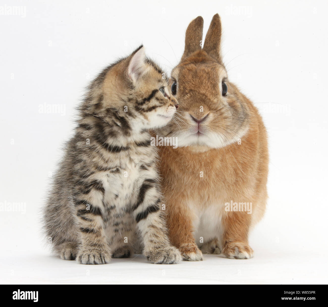 Tabby kitten, Stanley, 5 settimane, occhio per occhio con Netherland Dwarf croce di coniglio, Pietro. Foto Stock