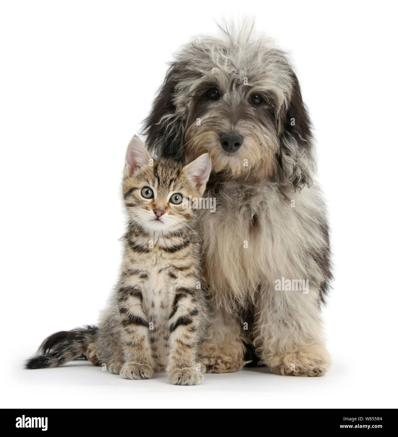 Tabby kitten, Stanley, 8 settimane, con soffici nero e grigio Daxie doodle (barboncino Daschund cross) cucciolo, ciottoli. Foto Stock