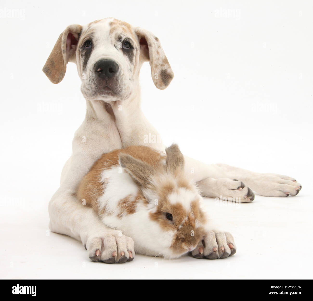 Alano cucciolo, Tia, 14 settimane, con marrone e bianco coniglio. Foto Stock