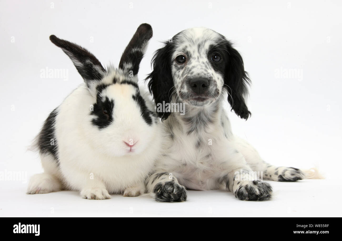 Bianco e nero Border Collie x Cocker Spaniel cucciolo, 11 settimane, con abbinamento di coniglio. Foto Stock