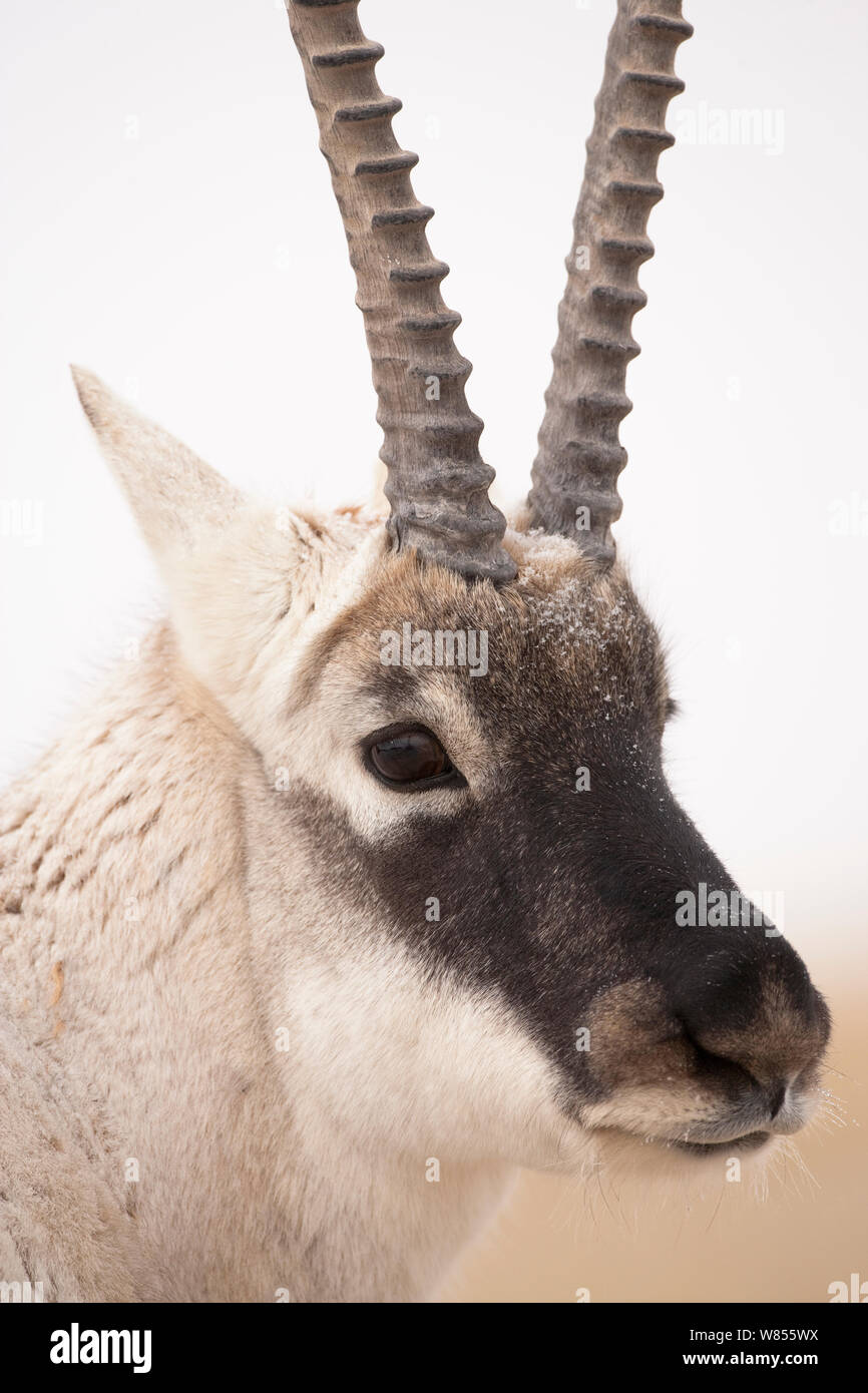 Antilope tibetana (Pantholops hodgsonii) maschio, ritratto, Kekexili, Qinghai, in Cina, in novembre. Foto Stock