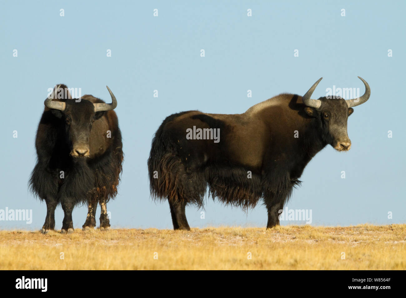 Wild yak (Bos mutus) Kekexili, Qinghai, altopiano Tibetano, Cina, dicembre Foto Stock