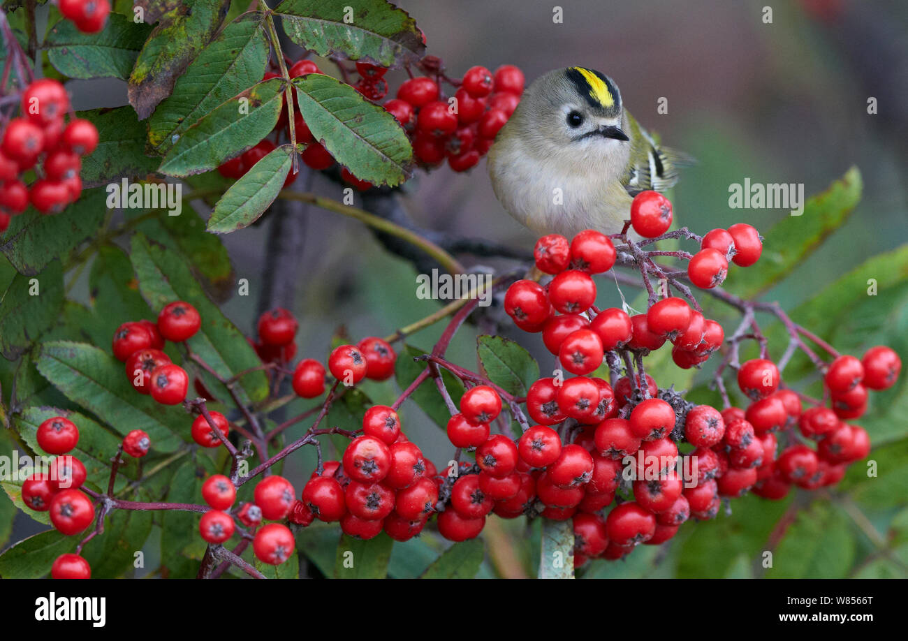 Goldcrest (Regulus regulus) mangiando i frutti di bosco, Uto Finlandia Settembre Foto Stock