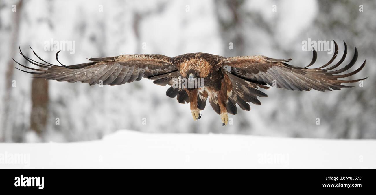 Aquila reale (Aquila chrysaetos) volare al di sopra di neve, Kuusamo Finlandia Febbraio Foto Stock