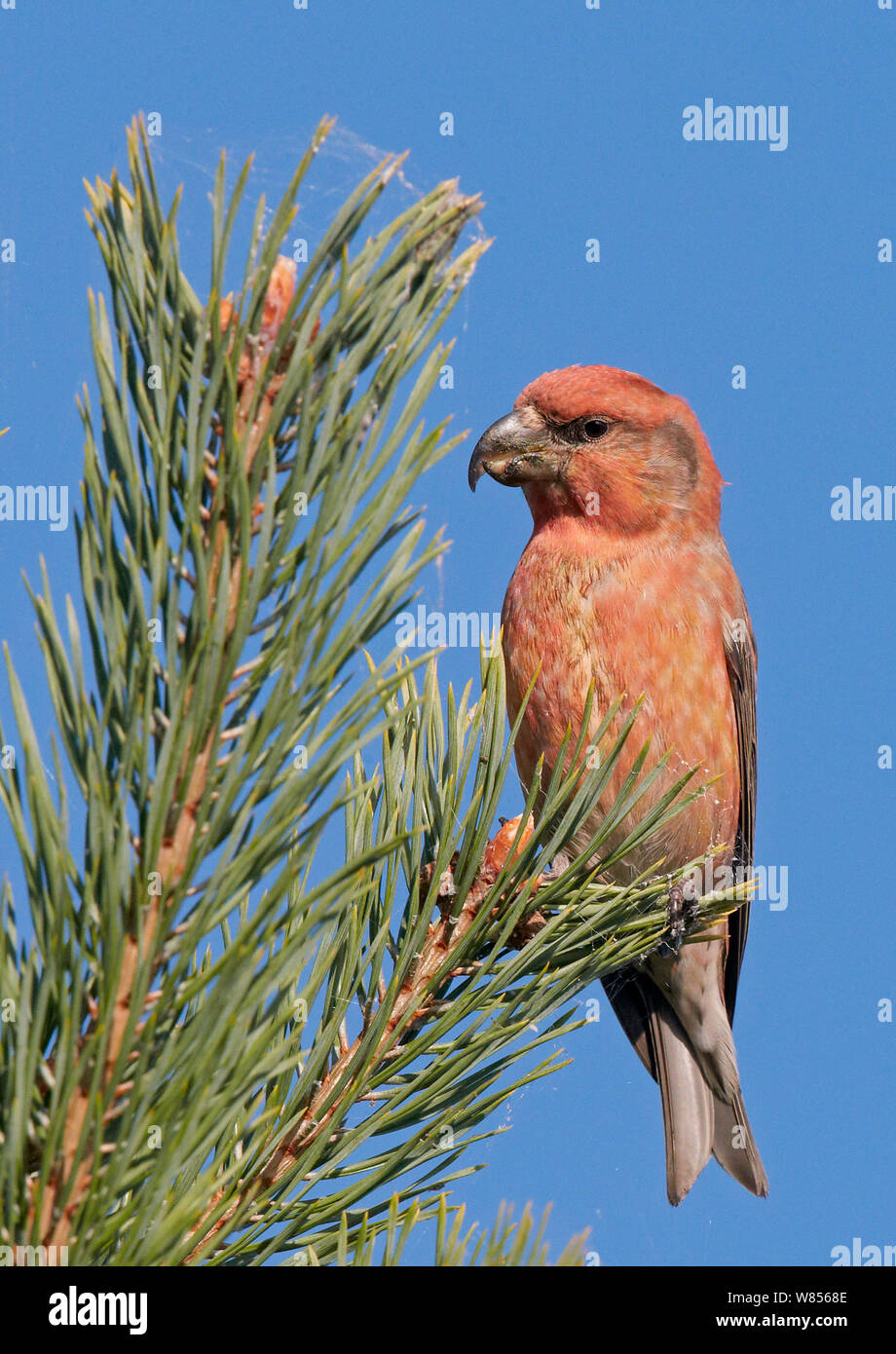 Parrot Crossbill (Loxia pytyopsittacus) ritratto maschile, Uto Finlandia Agosto Foto Stock