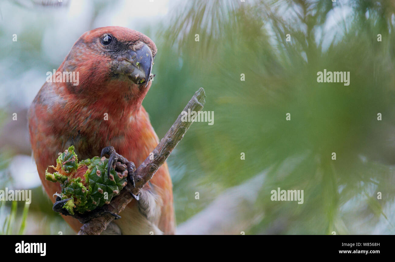 Parrot Crossbill (Loxia pytyopsittacus) maschio alimentazione su Pigna, Uto Finlandia Settembre Foto Stock