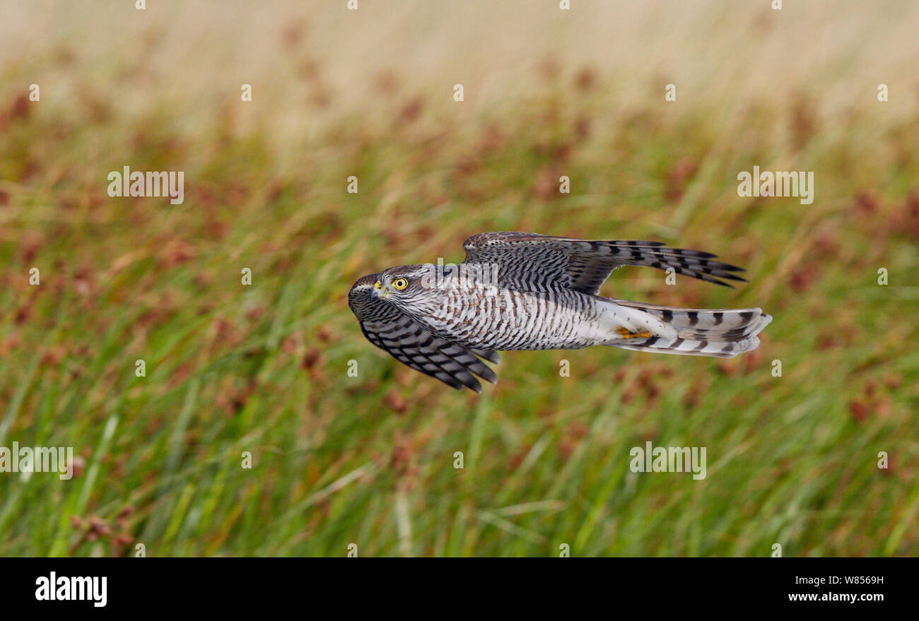 Sparviero (Accipiter nisus) volando a bassa quota sopra la vegetazione, Falsterbo Svezia Agosto Foto Stock