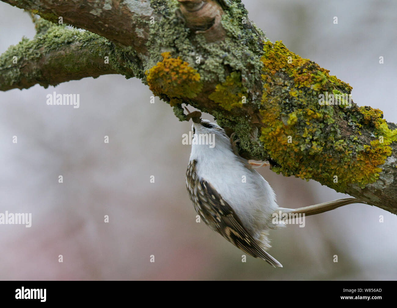 Rampichino alpestre comune (Certhia familiaris) alla ricerca di preda di insetti sotto il lichen sul ramo di albero, Uto Finlandia Novembre Foto Stock