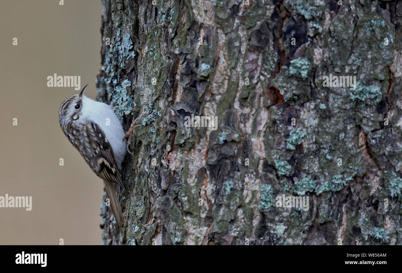 Rampichino alpestre comune (Certhia familiaris) alla ricerca di preda di insetti sotto la corteccia di albero, Uto Finlandia Novembre Foto Stock