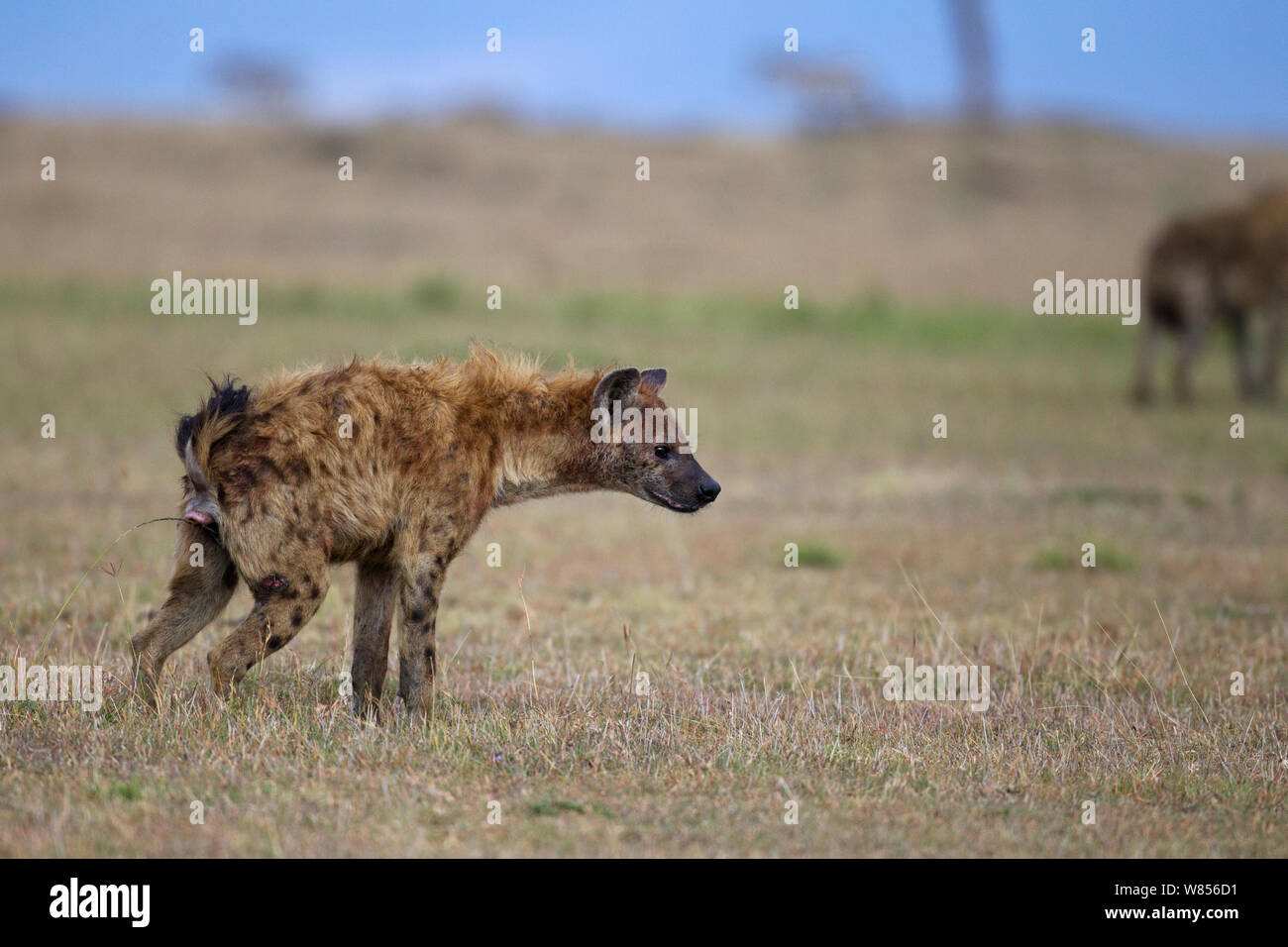 Spotted hyaena (Crocuta crocuta) femmina il profumo di erba di marcatura, il Masai Mara riserva nazionale del Kenya. Marzo Foto Stock
