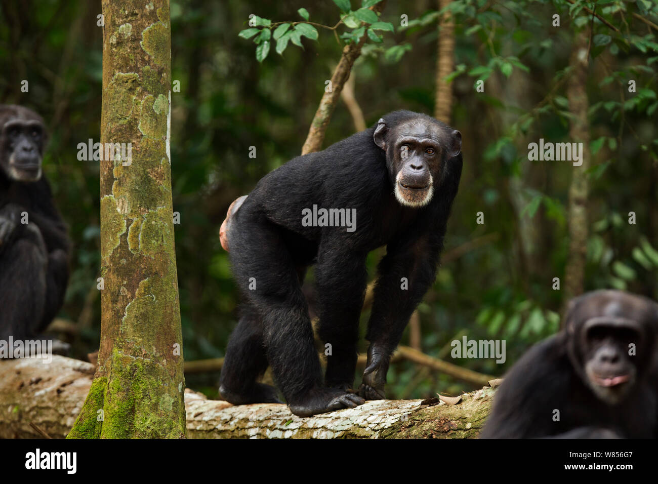 Western scimpanzé (Pan troglodytes verus) femmina 'Jire' invecchiato 52 anni a piedi lungo un albero caduto, Bossou foresta, il Monte Nimba, Guinea. Dicembre 2010. Foto Stock