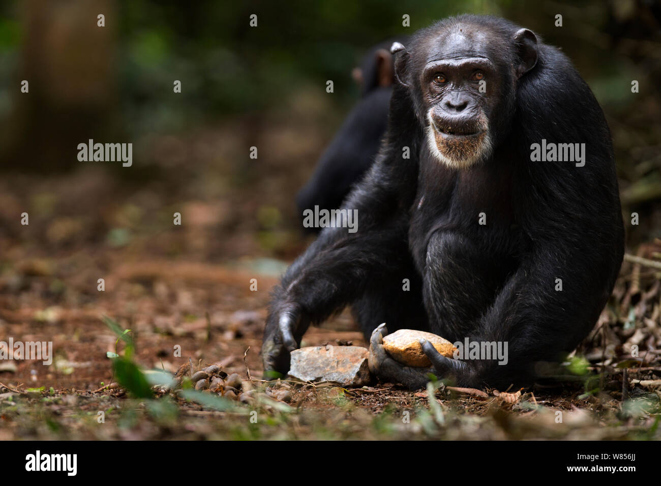 Western scimpanzé (Pan troglodytes verus) femmina 'Jire' invecchiato 52 anni utilizzando due rocce come strumenti per aprire l'olio di palma dadi, Bossou foresta, il Monte Nimba, Guinea. Dicembre 2010. Foto Stock