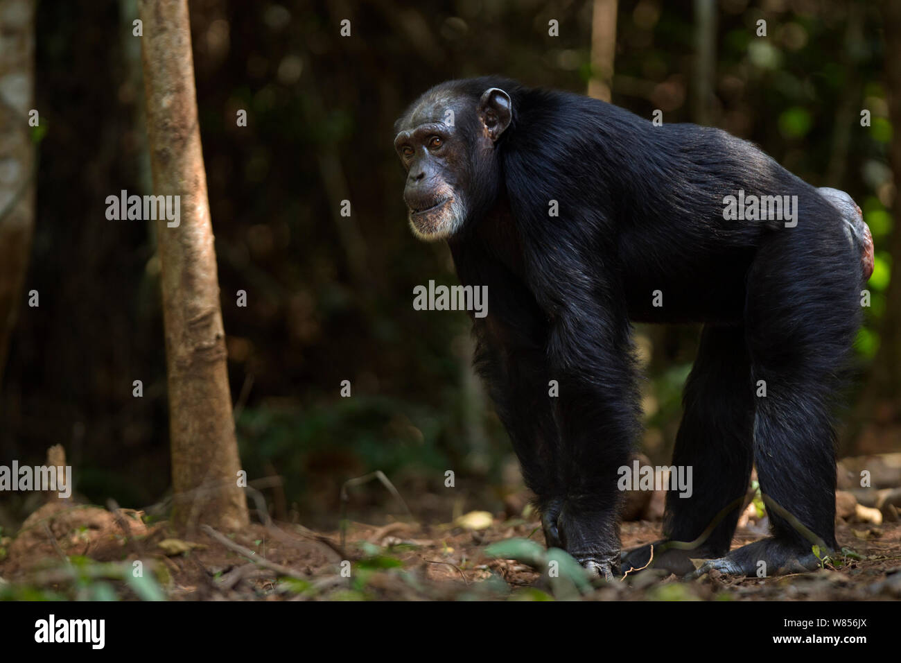 Western scimpanzé (Pan troglodytes verus) femmina 'Jire' invecchiato 52 anni ritratto permanente, Bossou foresta, il Monte Nimba, Guinea. Dicembre 2010. Foto Stock
