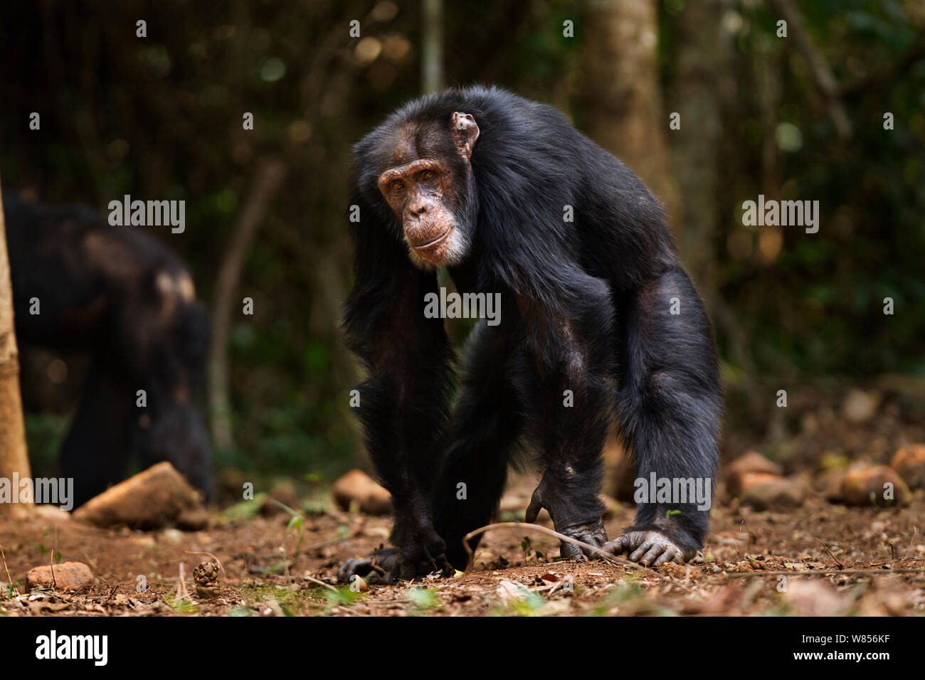 Western scimpanzé (Pan troglodytes verus) maschio "Tua' invecchiato 53 anni ritratto permanente, Bossou foresta, il Monte Nimba, Guinea. Gennaio 2011. Foto Stock
