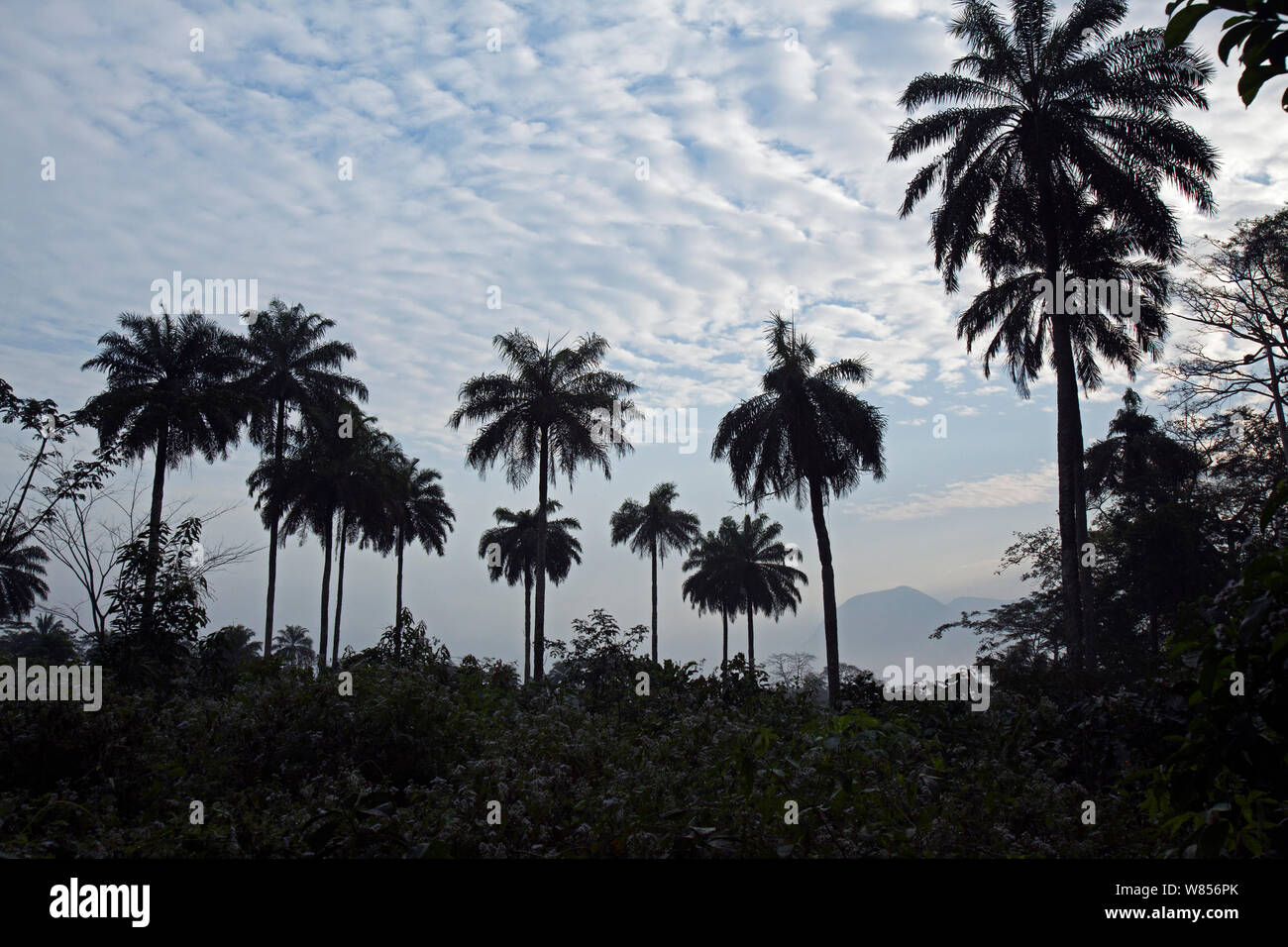 La mattina presto nella foresta Bossou, il Monte Nimba, Guinea. Dicembre 2010. Foto Stock