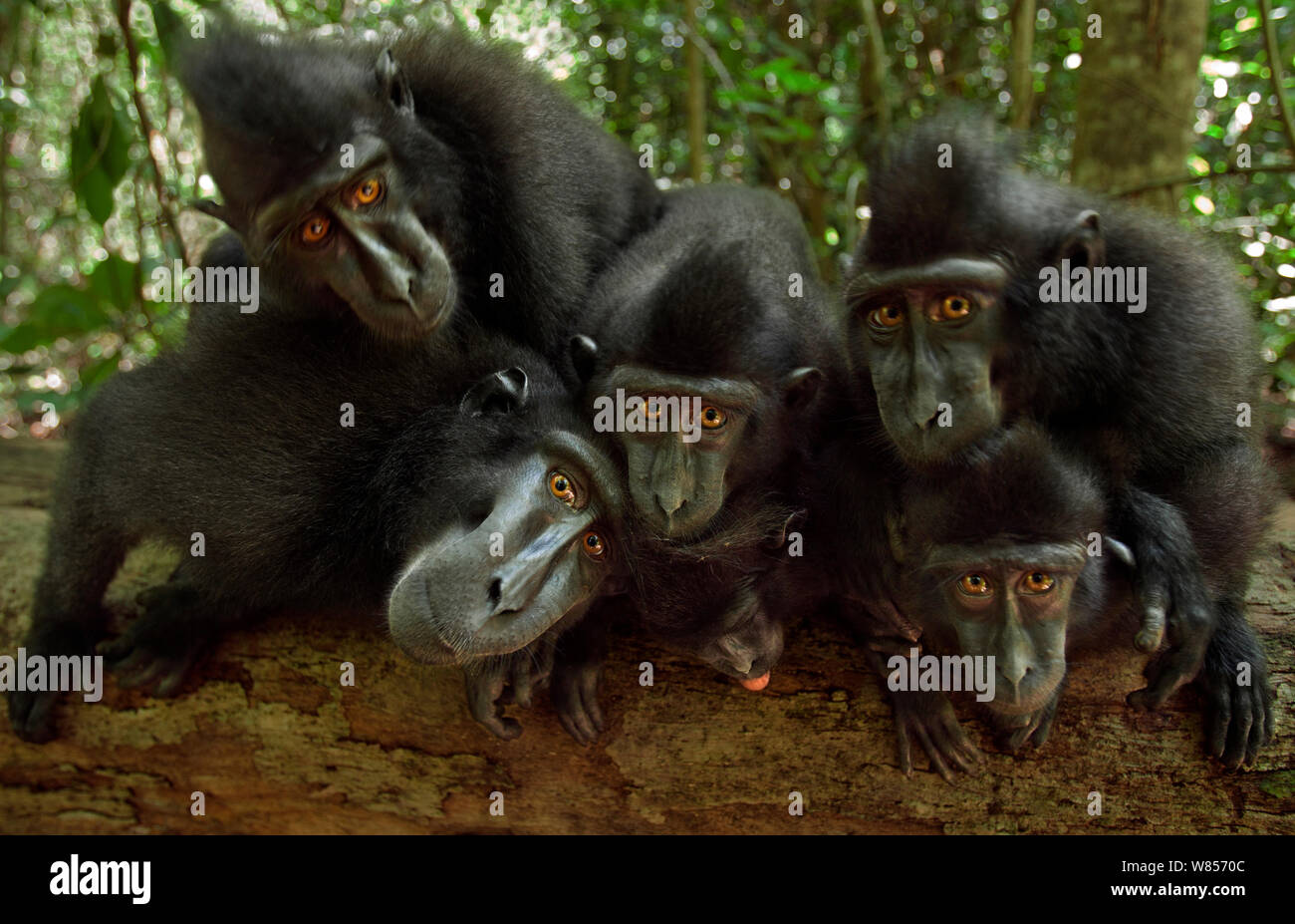 Celebes / Nero macaco crestato (Macaca nigra) gruppo guardando con curiosità, Tangkoko National Park, Sulawesi, Indonesia Foto Stock