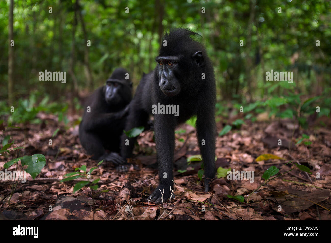 Celebes / Nero macaco crestato (Macaca nigra) novellame toelettatura, Tangkoko National Park, Sulawesi, Indonesia. Foto Stock