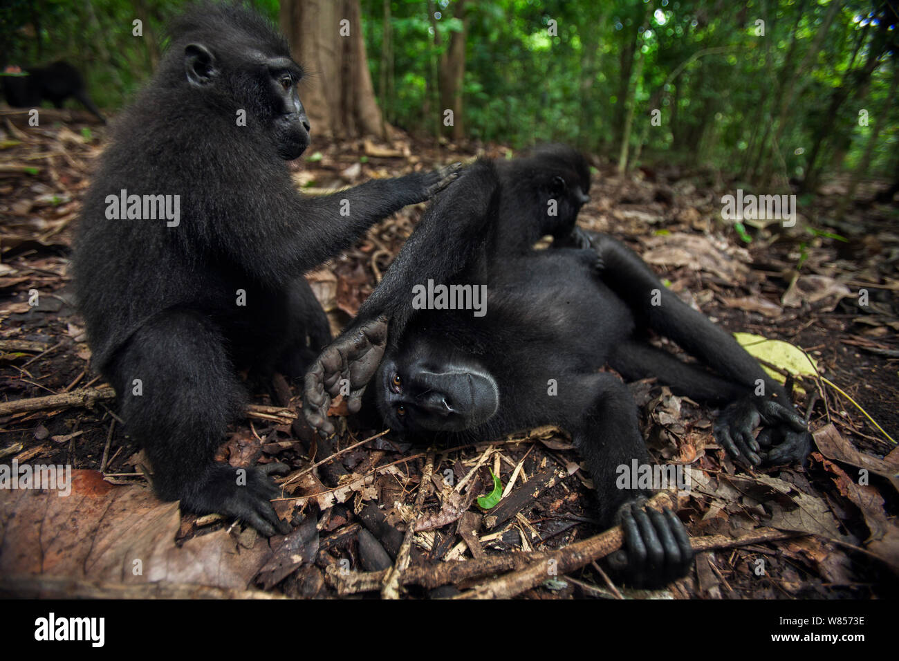 Celebes / Nero macaco crestato (Macaca nigra) sub-maschio adulto di essere curato da un bambino, Tangkoko National Park, Sulawesi, Indonesia. Foto Stock