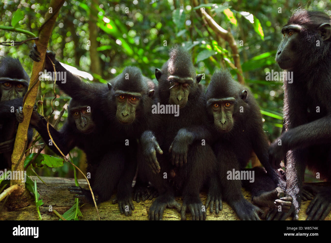 Celebes / Nero macaco crestato (Macaca nigra) gruppo guardando con curiosità, Tangkoko National Park, Sulawesi, Indonesia. Foto Stock