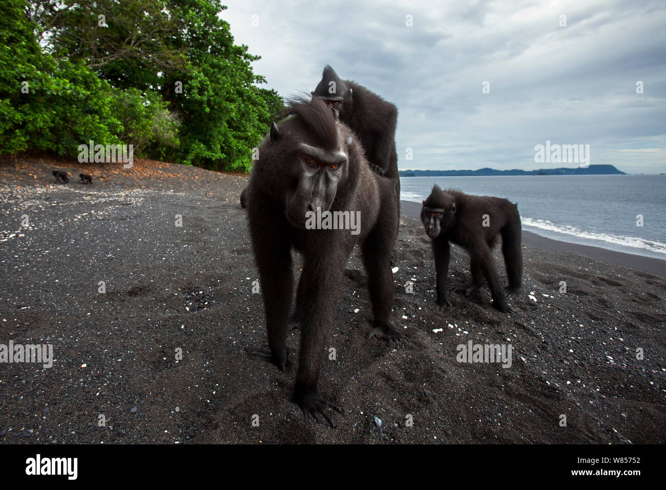 Celebes / Nero macaco crestato (Macaca nigra) capretti di tentare di accoppiarsi con una sub-maschio adulto, Tangkoko National Park, Sulawesi, Indonesia. Foto Stock