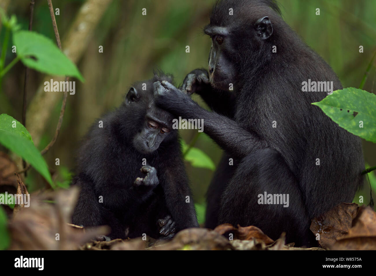 Celebes / Nero macaco crestato (Macaca nigra) femmina toelettatura un neonato, Tangkoko National Park, Sulawesi, Indonesia. Foto Stock