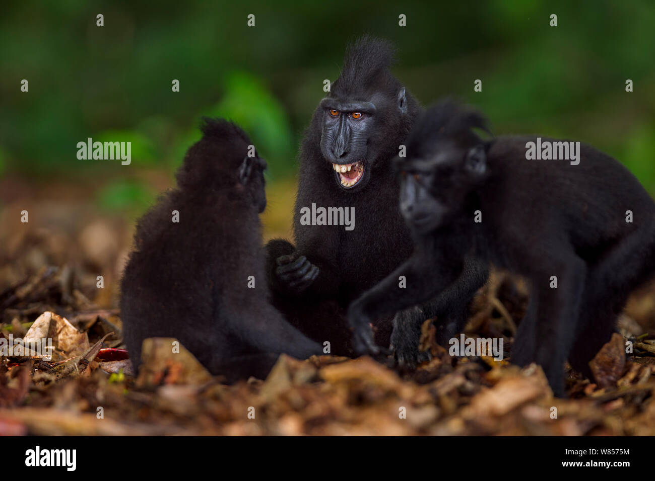 Celebes / Nero macaco crestato (Macaca nigra) novellame giocare combattimenti, Tangkoko National Park, Sulawesi, Indonesia. Foto Stock