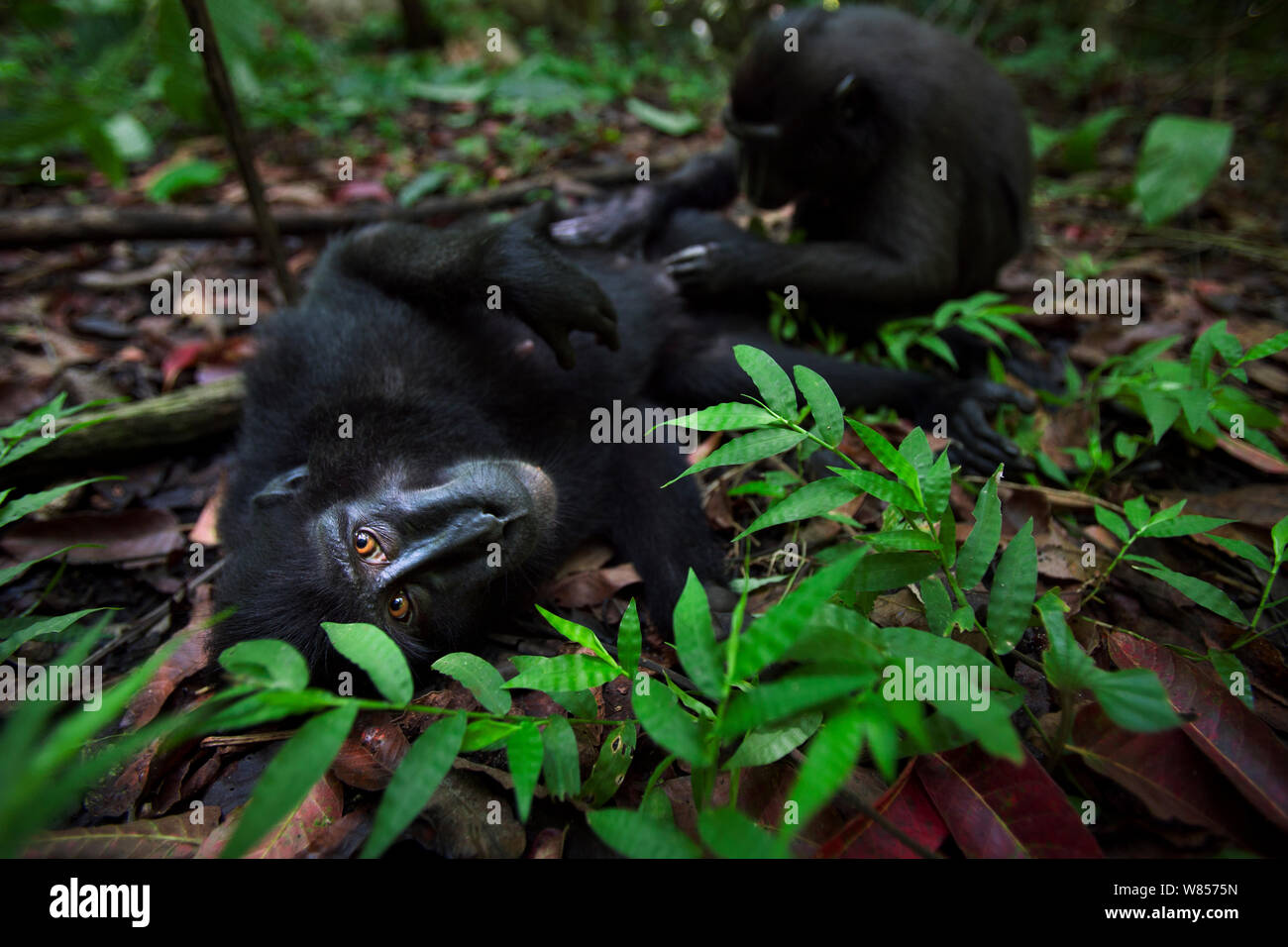 Celebes / Nero macaco crestato (Macaca nigra) femmina essendo curato da un bambino, Tangkoko National Park, Sulawesi, Indonesia. Foto Stock