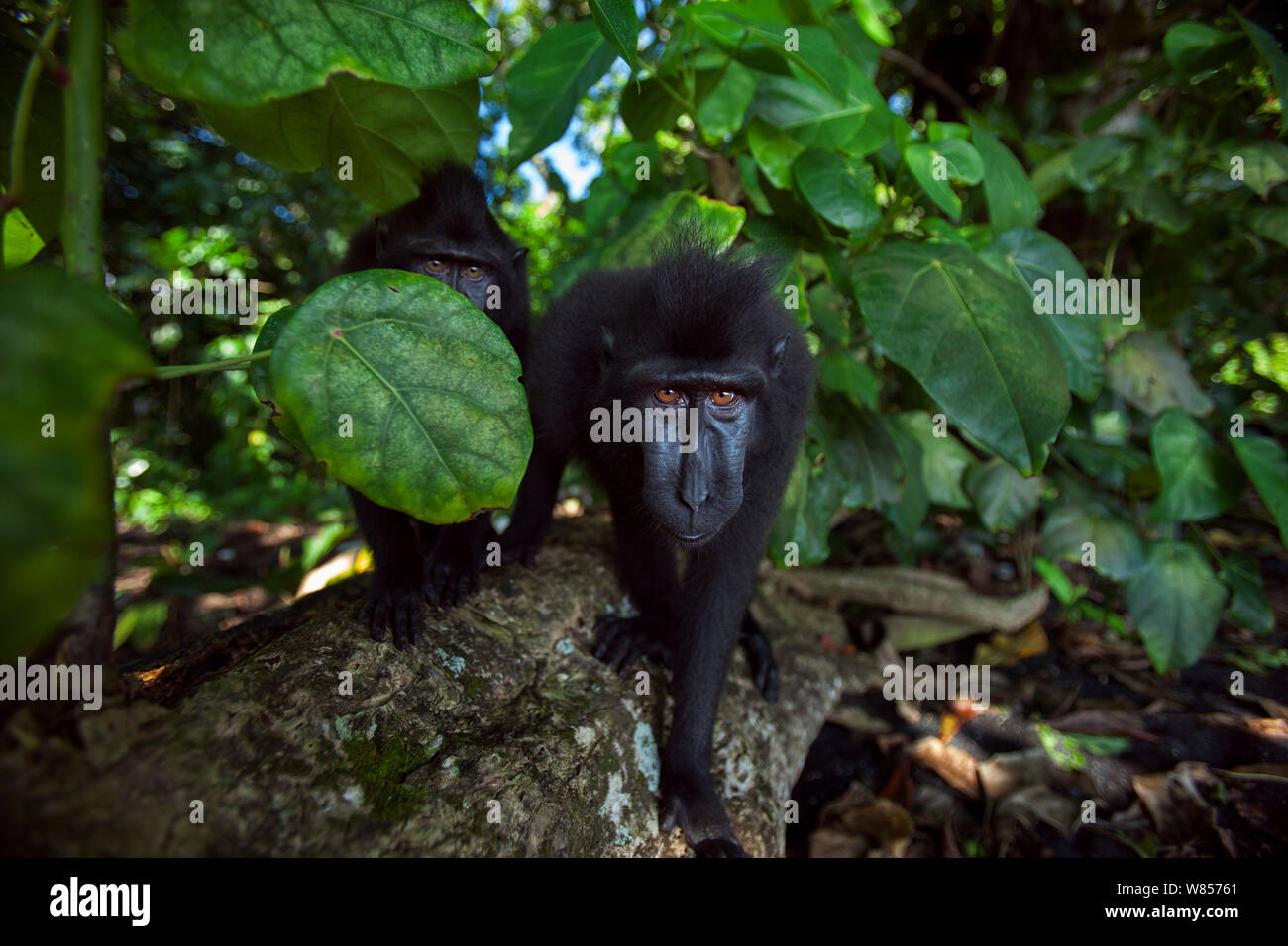 Celebes / Nero macaco crestato (Macaca nigra) novellame si avvicina con curosity, Tangkoko National Park, Sulawesi, Indonesia. Foto Stock