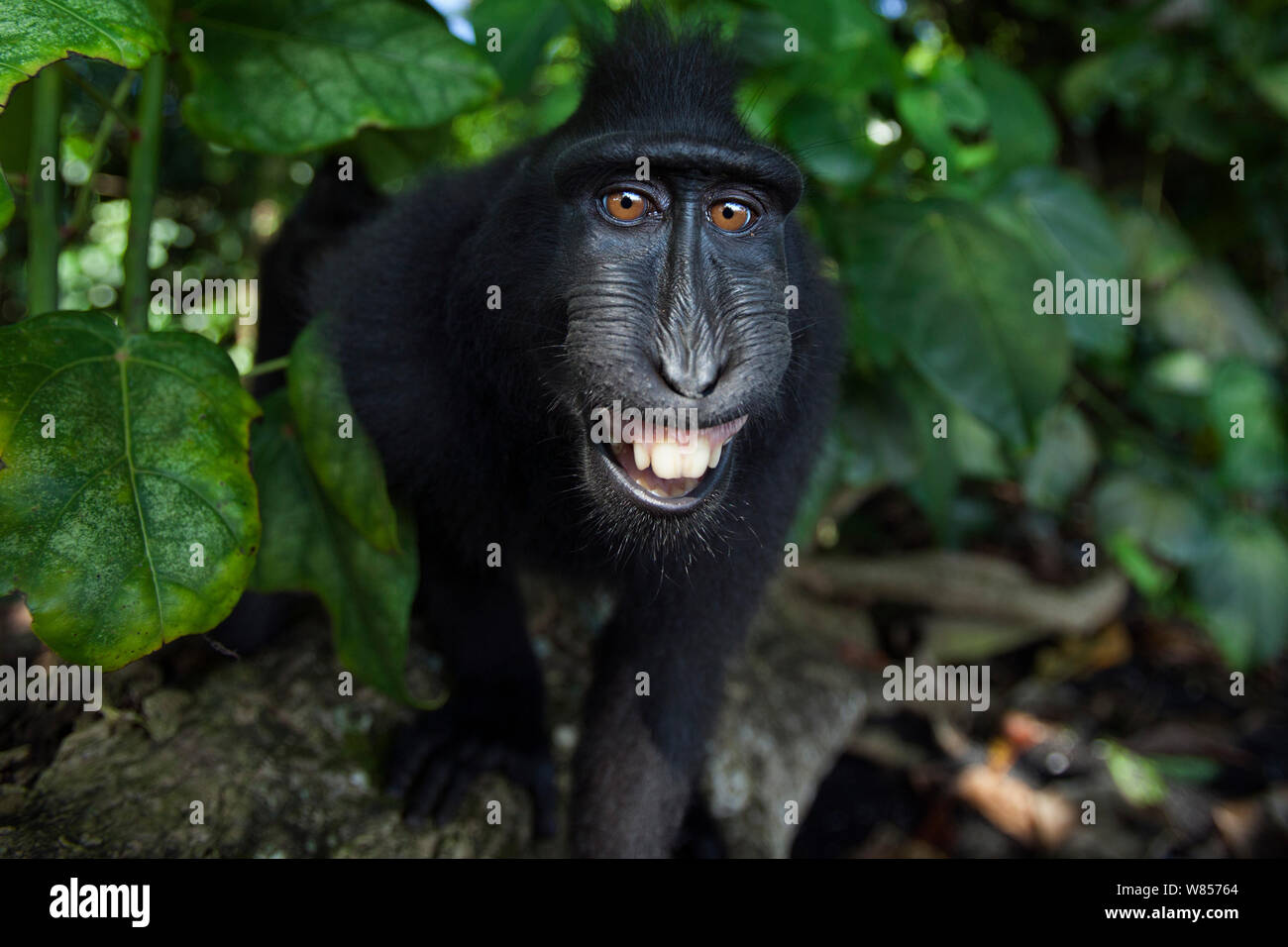 Celebes / Nero macaco crestato (Macaca nigra) capretti si avvicina con curiosità, Tangkoko National Park, Sulawesi, Indonesia. Foto Stock