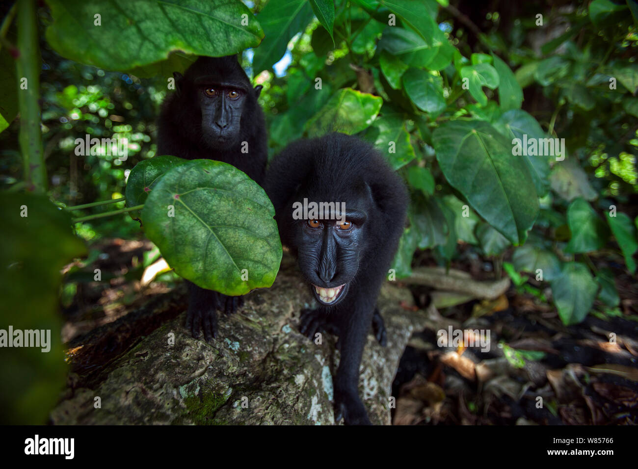 Celebes / Nero macaco crestato (Macaca nigra) novellame si avvicina con curosity, Tangkoko National Park, Sulawesi, Indonesia. Foto Stock