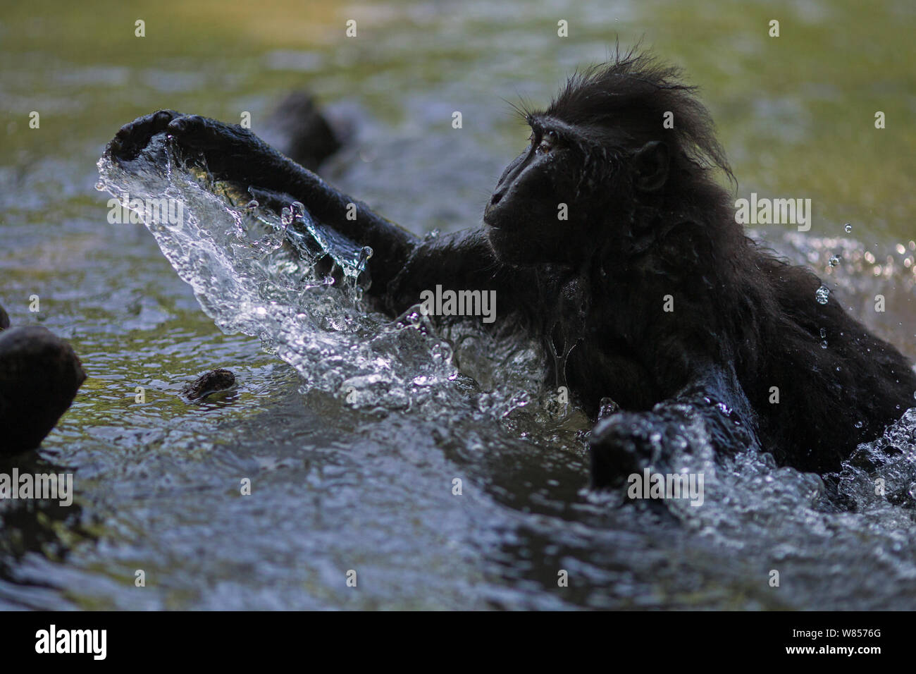 Celebes / Nero macaco crestato (Macaca nigra) giocando nel fiume, Tangkoko National Park, Sulawesi, Indonesia. Foto Stock
