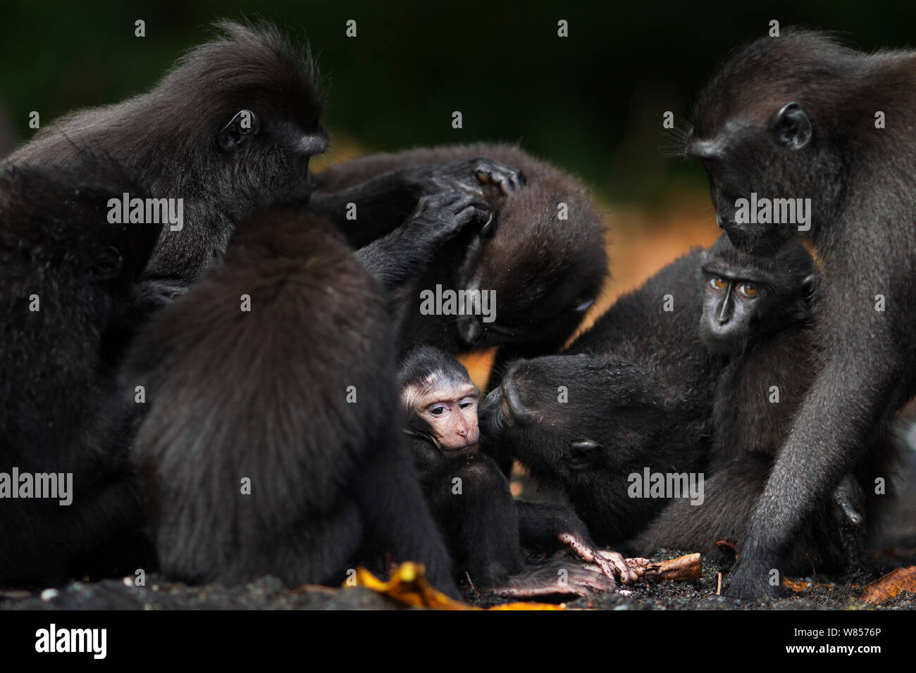 Celebes / Nero macaco crestato (Macaca nigra) gruppo comprendente un bambino di età inferiore a 1 mese di riposo e di governare, Tangkoko National Park, Sulawesi, Indonesia. Foto Stock