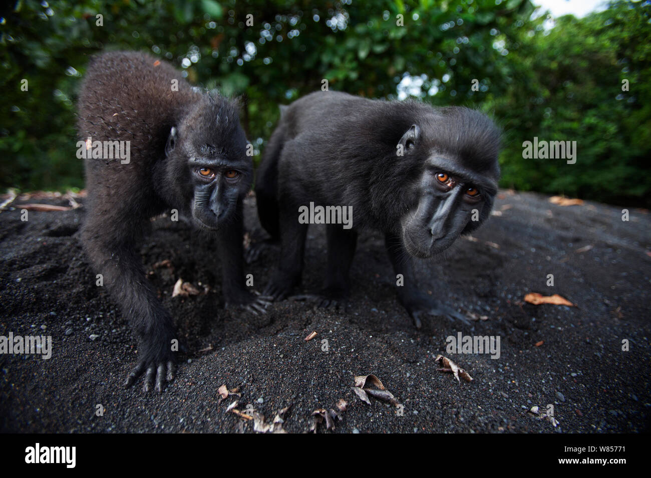 Celebes / Nero macaco crestato (Macaca nigra) novellame si avvicina con curiosità, Tangkoko National Park, Sulawesi, Indonesia. Foto Stock