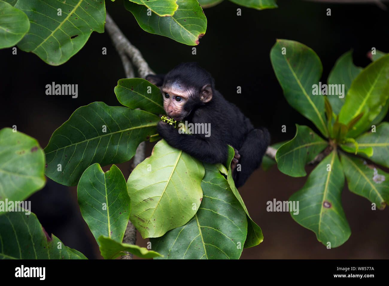 Celebes / Nero macaco crestato (Macaca nigra) 'Alpha' baby femmina dell'età di circa 1 mese il tentativo di alimentazione sui frutti in un albero, Tangkoko National Park, Sulawesi, Indonesia. Foto Stock