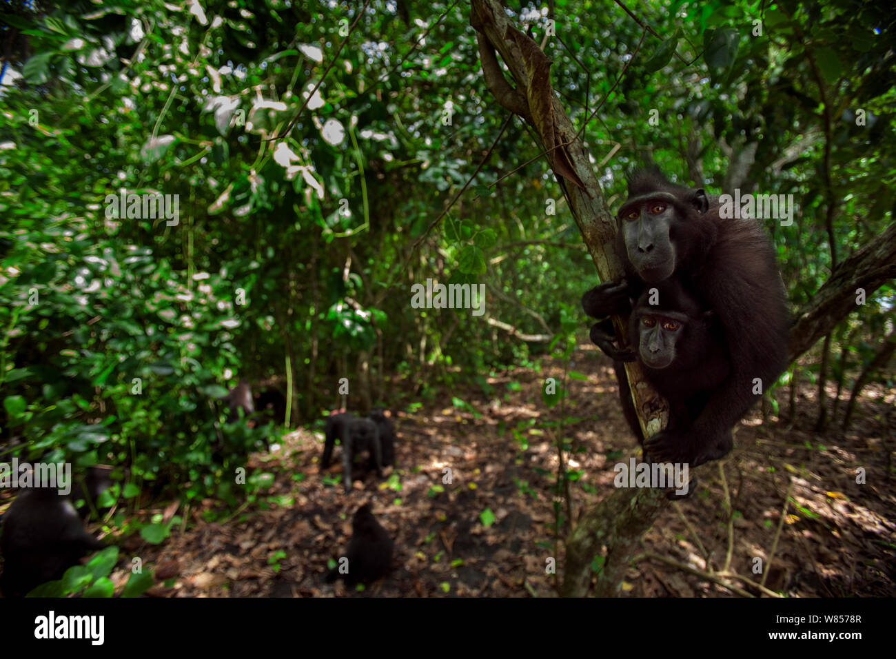 Celebes / Nero macaco crestato (Macaca nigra) seduto in un albero mentre altri foraggi sotto, Tangkoko National Park, Sulawesi, Indonesia. Foto Stock
