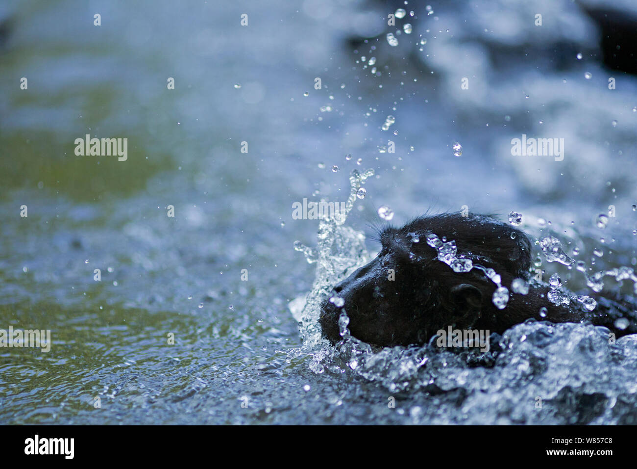 Celebes / Nero macaco crestato (Macaca nigra) nuotare nel fiume, Tangkoko National Park, Sulawesi, Indonesia. Foto Stock