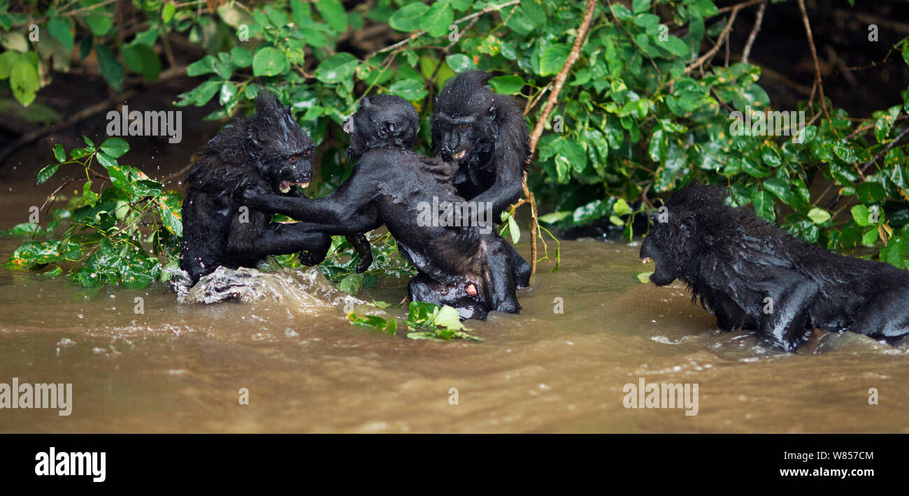 Celebes / Nero macaco crestato (Macaca nigra) gruppo giocando nel fiume, Tangkoko National Park, Sulawesi, Indonesia. Foto Stock