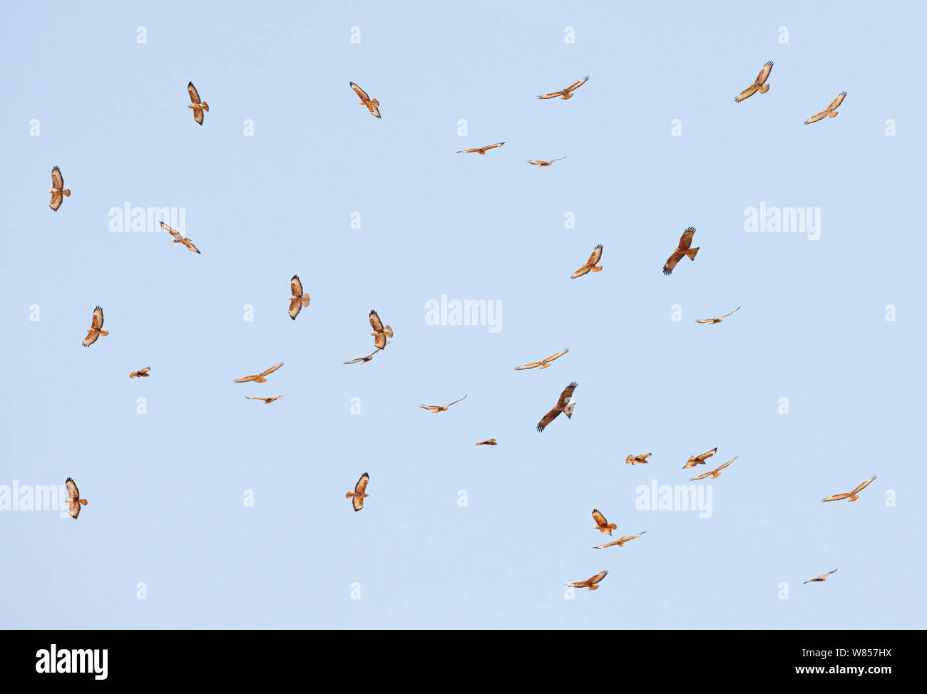 Steppa Poiana (Buteo buteo vulpinus) e nibbio bruno (Milvus migrans) mescolato gregge soaring, Israele, Marzo Foto Stock