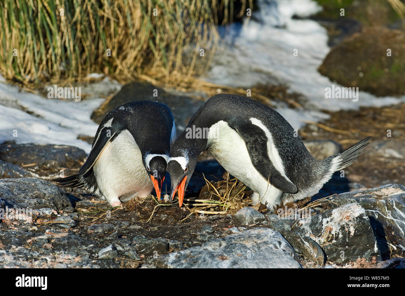 I pinguini di Gentoo (Pygoscelis papua) coppia nel corteggiamento, la Baia delle Isole della Georgia del Sud, Ottobre Foto Stock