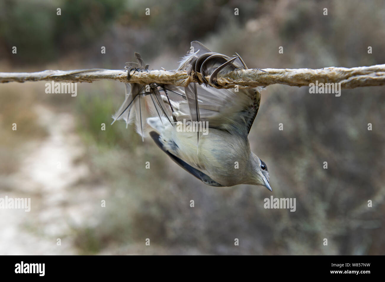 Capinera (Sylvia atricapilla) illegalmente intrappolati sulla limestick per uso come ambelopulia, un piatto tradizionale di uccelli canori di Cipro, Settembre 2011 Foto Stock