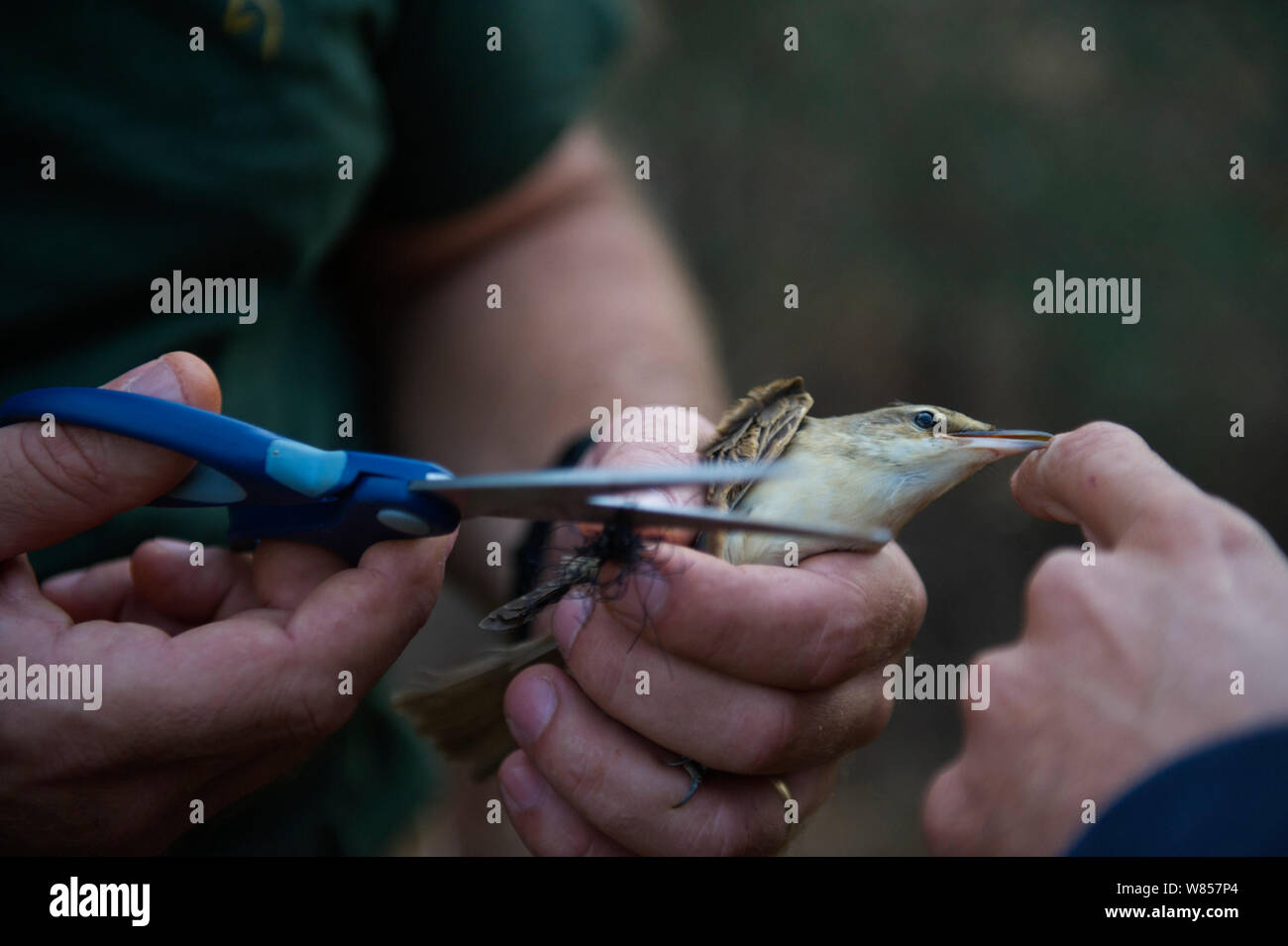 Persona il taglio di grande Reed trillo (Acrocephalus arundiaceus) da una nebbia illegale net in oliveto, l'uccello sarebbe stato ucciso e venduto come una prelibatezza per ristoranti, noto come ambelopoulia. Cipro, settembre 2011. Foto Stock