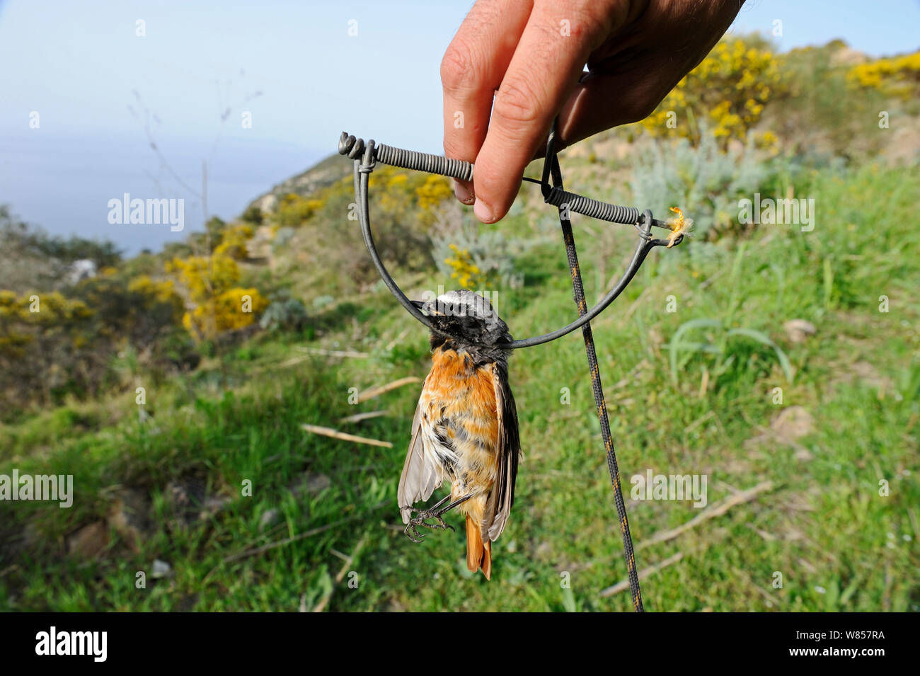 (Redstart Phoenicurus phoenicurus) maschio migranti catturati nella trappola a molla (noto anche come un battimano trappola o set trap) Ponza, Italia, Aprile 2012 Foto Stock