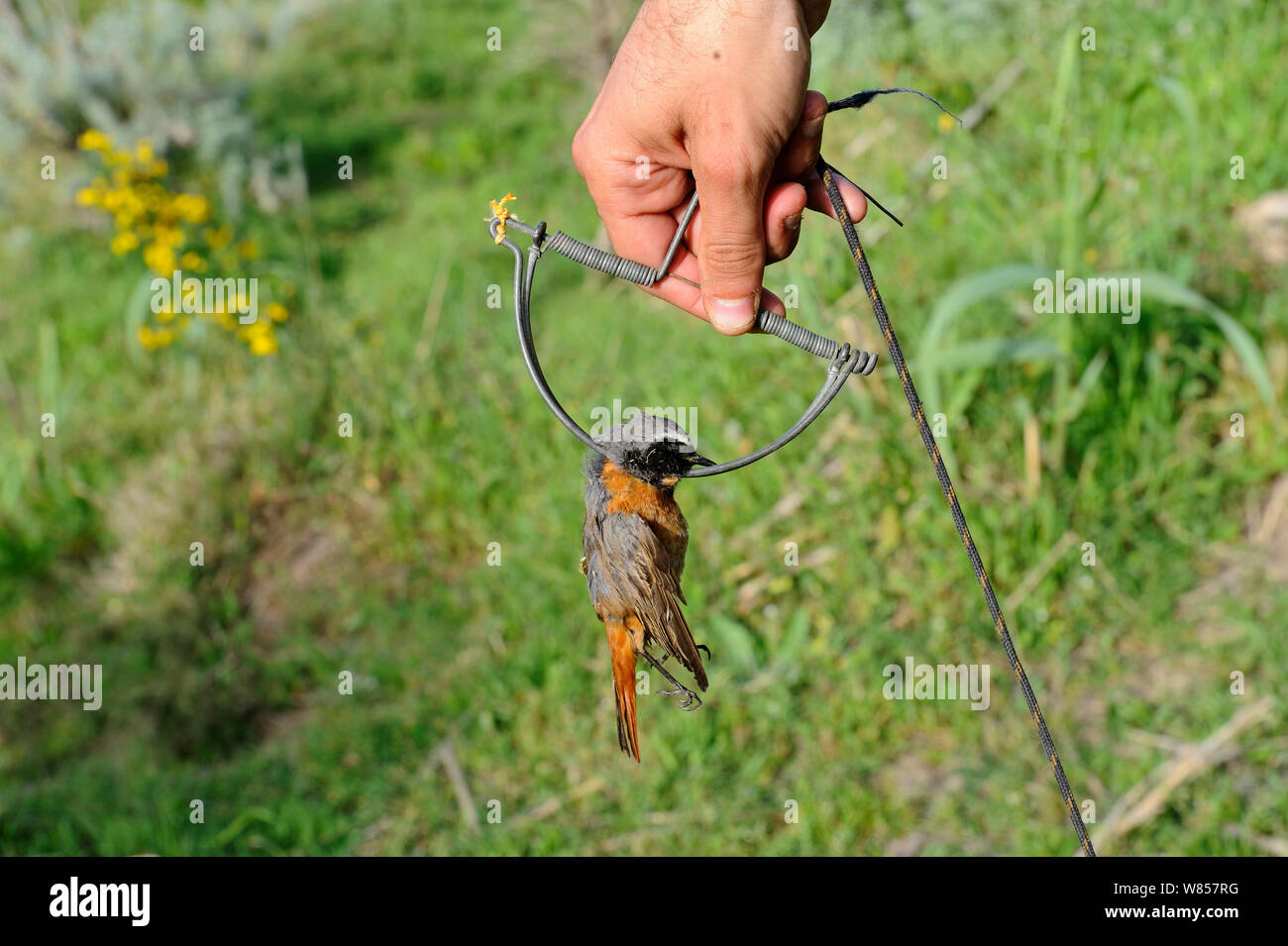 (Redstart Phoenicurus phoenicurus) maschio migranti catturati nella trappola a molla (noto anche come un battimano trappola o set trap) Ponza, Italia, Aprile 2012 Foto Stock