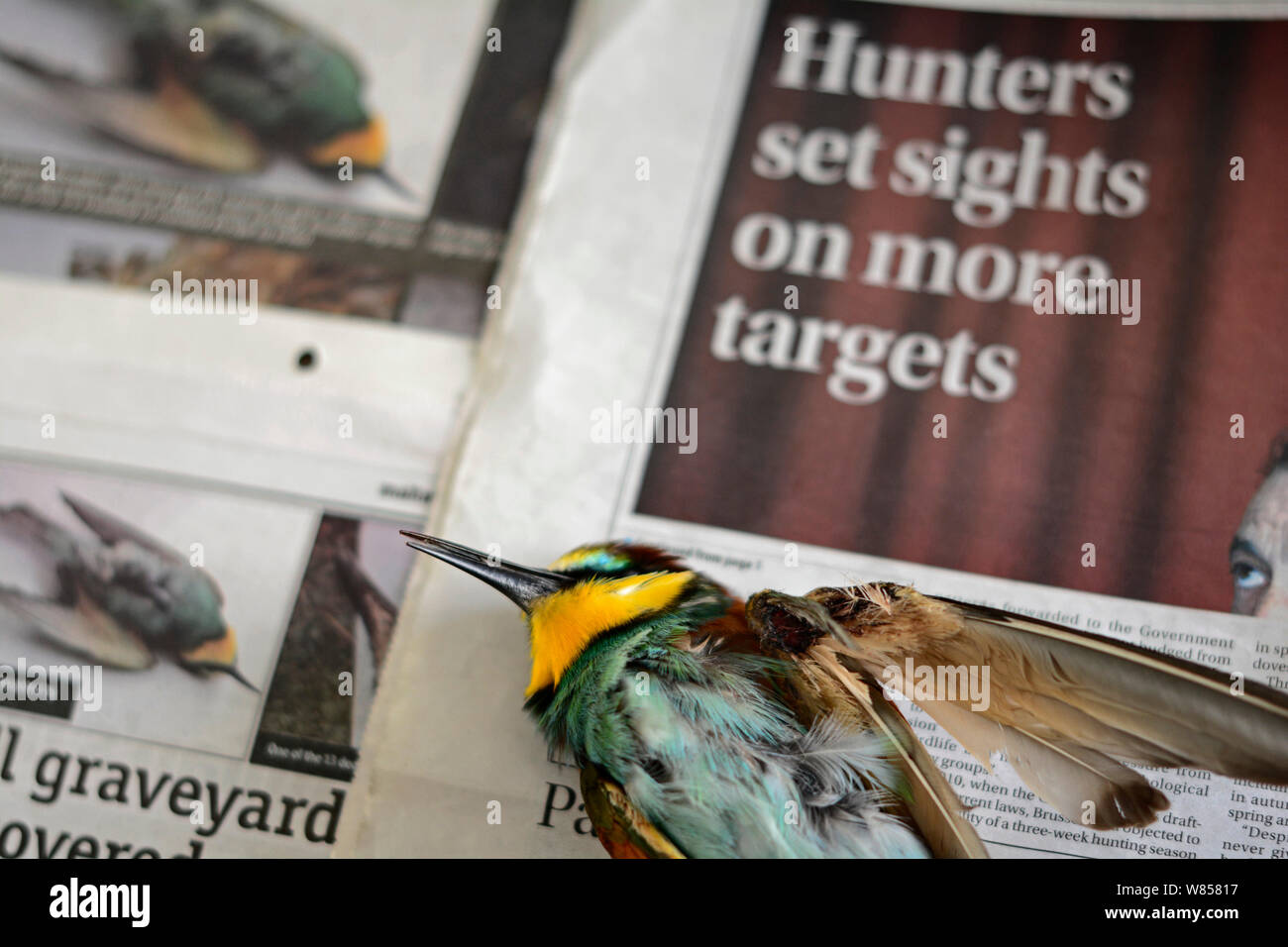 Gruccione (Merops apiaster) girato in ala da hunter, morto dopo essere stato euphanised da vet, posto sul giornale che mostra l'articolo sulla caccia, BirdLife Malta Springwatch Camp 2013, Malta, aprile 2013 Foto Stock