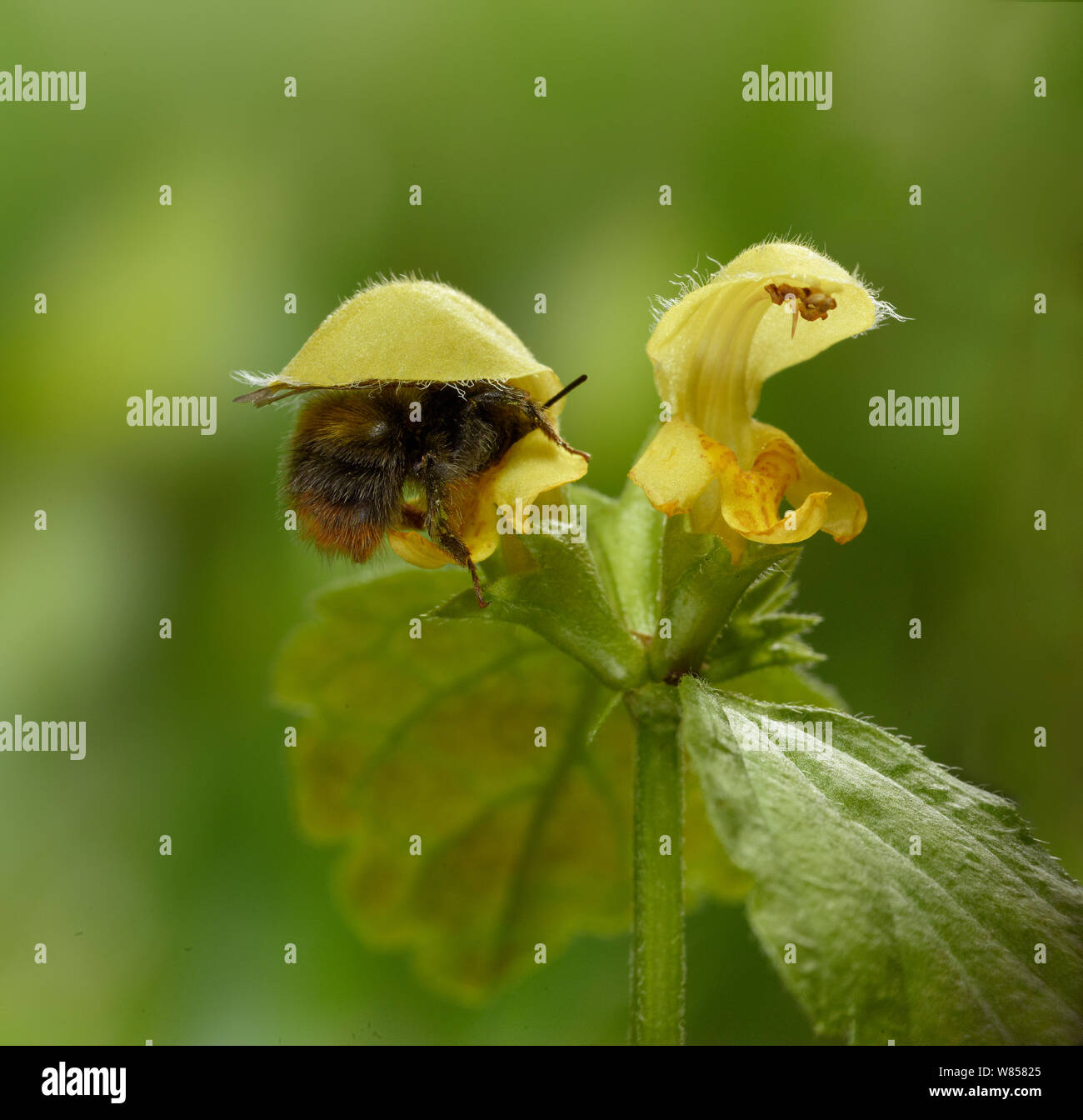 Bumblebee (Bombus) lavoratore visita morti giallo fiore di ortica, Inghilterra, può Foto Stock