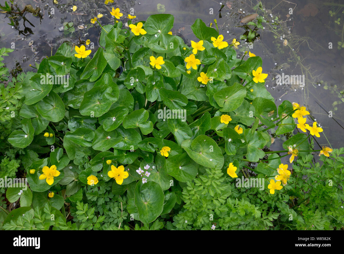 Kingcups o Marsh Le calendule (Caltha palustris) Rookery Pond, Sussex, Aprile Foto Stock