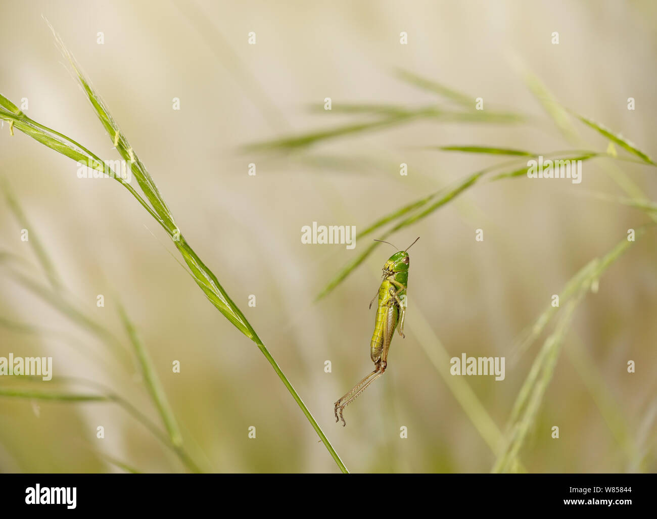 Prato grasshopper (Chorthippus parallelus) che saltava, condizioni controllate. Foto Stock