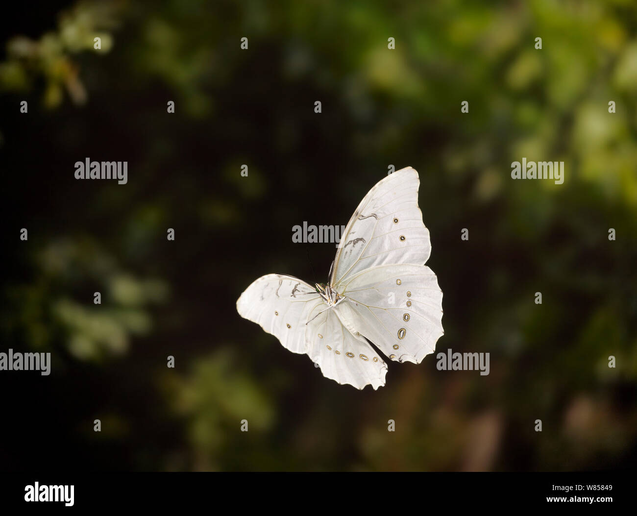 White morfo (Morpho polythemus) in volo controllato condtiions, da South American Rainforest Foto Stock