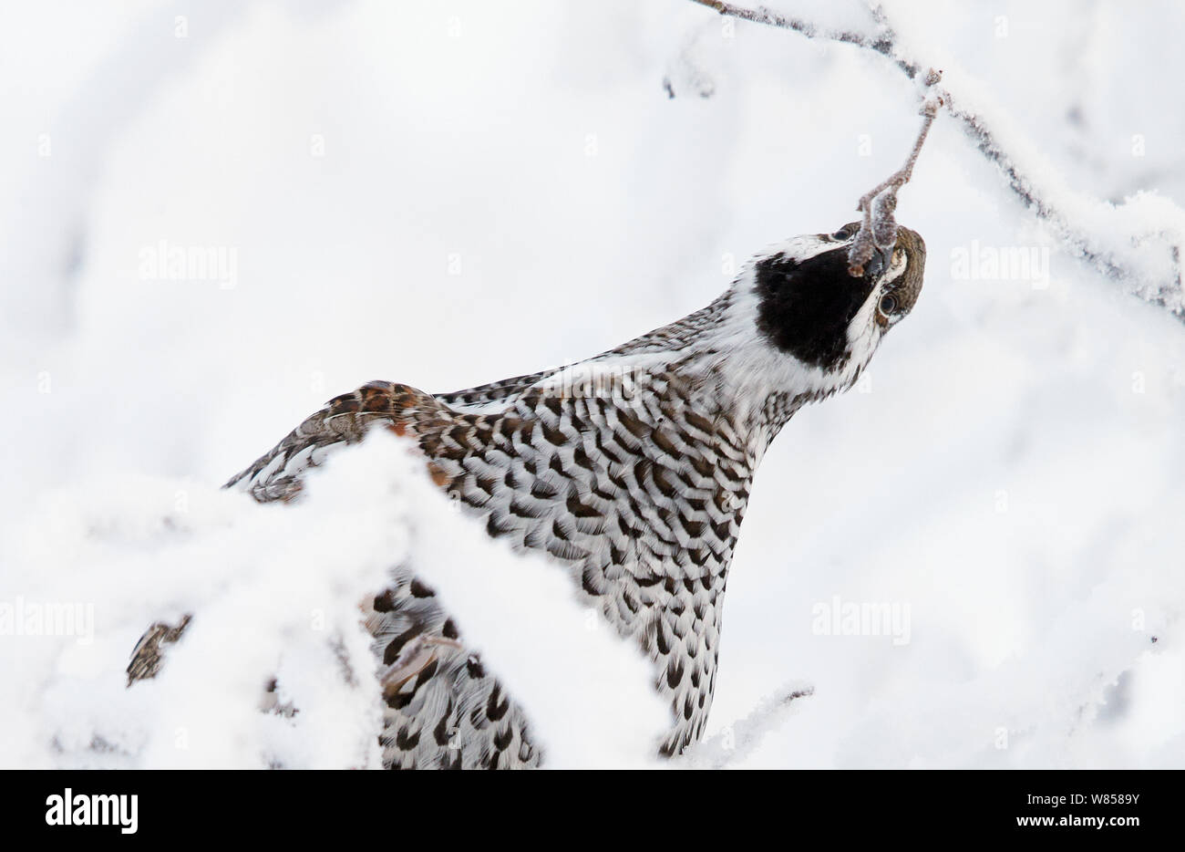 Francolino di monte (Bonasia / Tetrastes bonasia) maschio alimentazione di boccioli di fiori off sul ramo innevato, Kuusamo, Finlandia, Gennaio Foto Stock